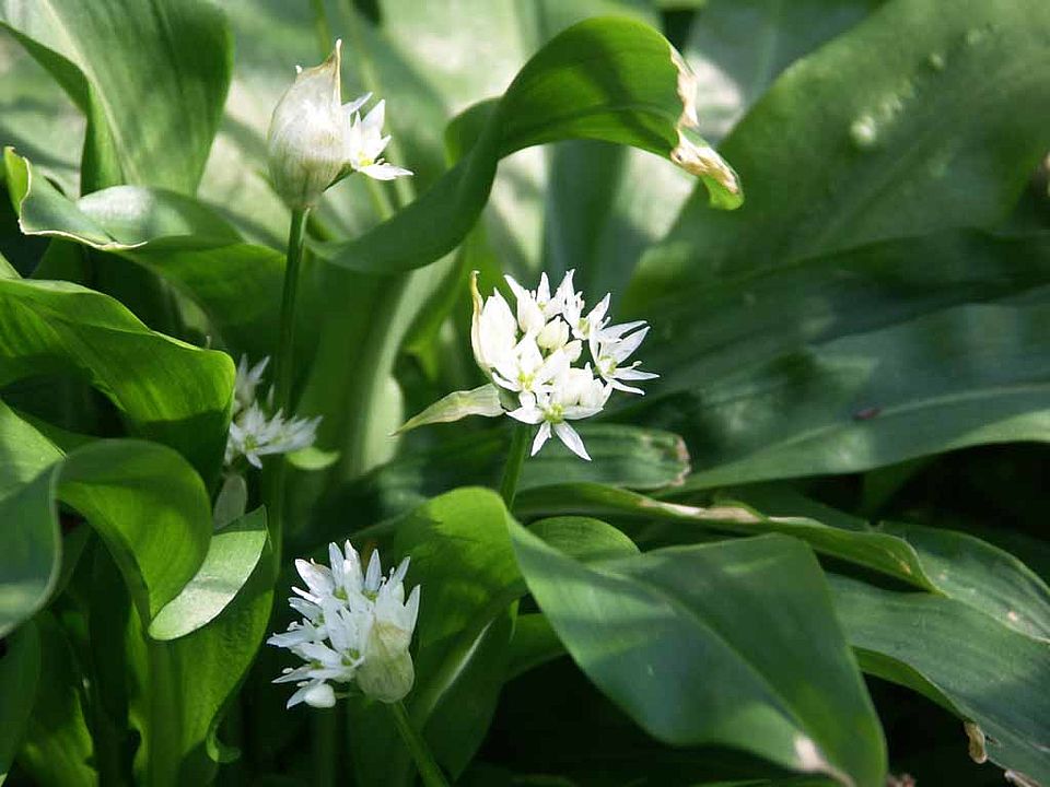 Allium ursinum – Bär-Lauch (Alliaceae)