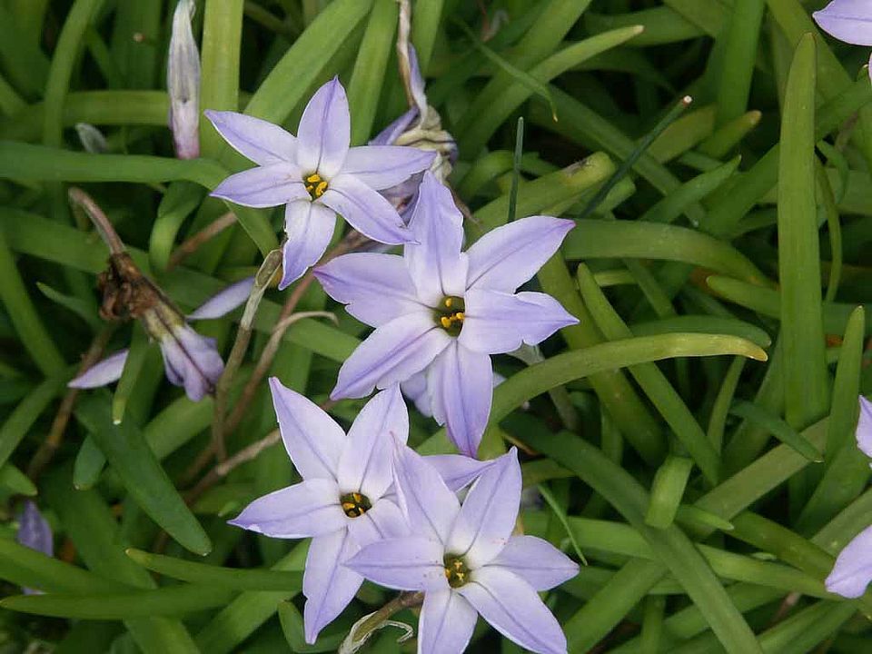 Ipheion uniflorum – Einblütiger Frühlingsstern (Alliaceae)