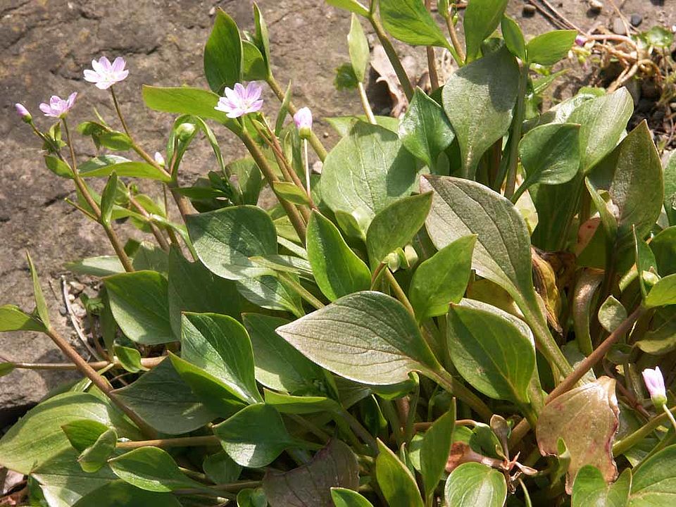 Montia sibirica [= Claytonia sibirica] – Sibirische Claytonie (Portulacaceae) 	