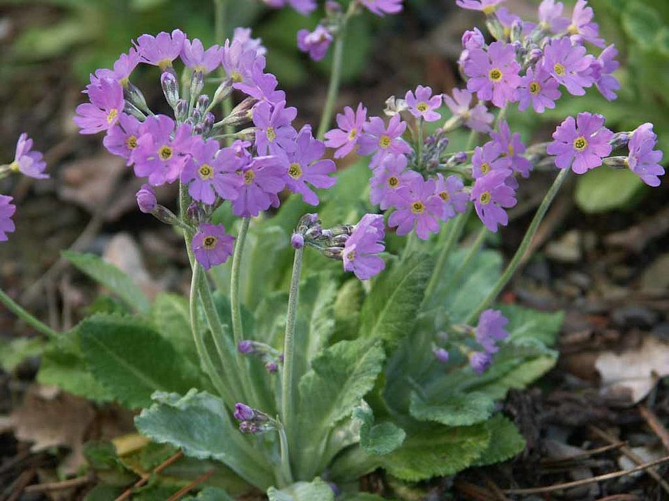 Primula farinosa – Mehl-Primel (Primulaceae)