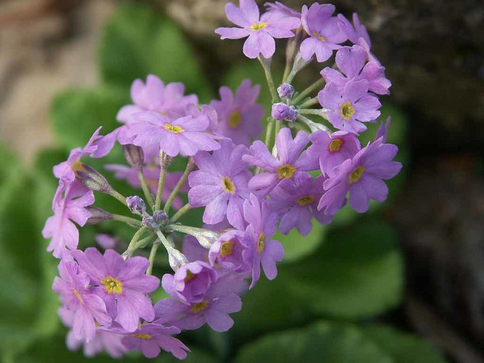 Primula farinosa – Mehl-Primel (Primulaceae)