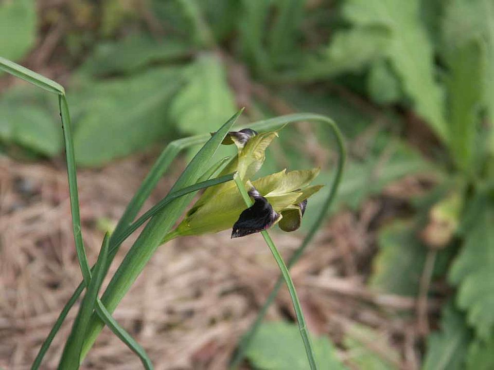 Hermodactylus tuberosa – Wolfsschwertel (Iridaceae)