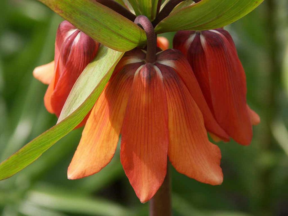 Fritillaria imperialis – Kaiserkrone (Liliaceae)