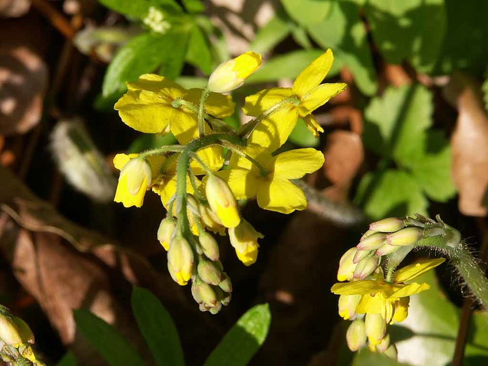 Epimedium pinnatum ssp. colchicum – Kolchische Sockenblume