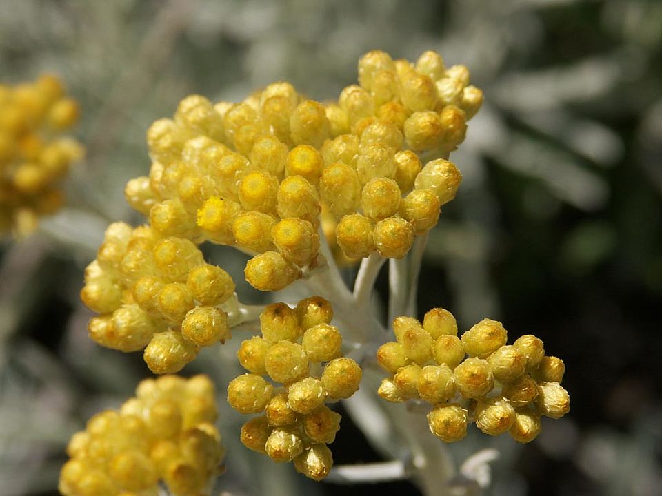 Helichrysum melitense (Asteraceae)  ENDEMIT