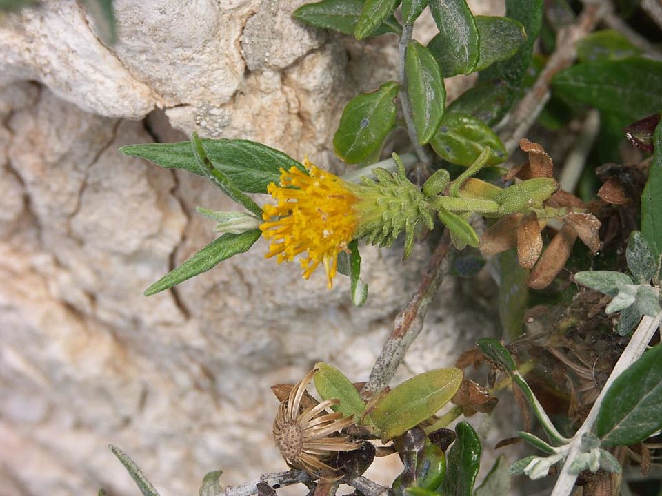 Chiliadenus bocconei (Asteraceae)  ENDEMIT