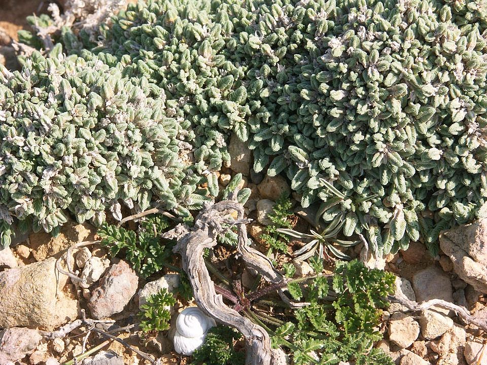 Crucianella rupestris (Rubiaceae)