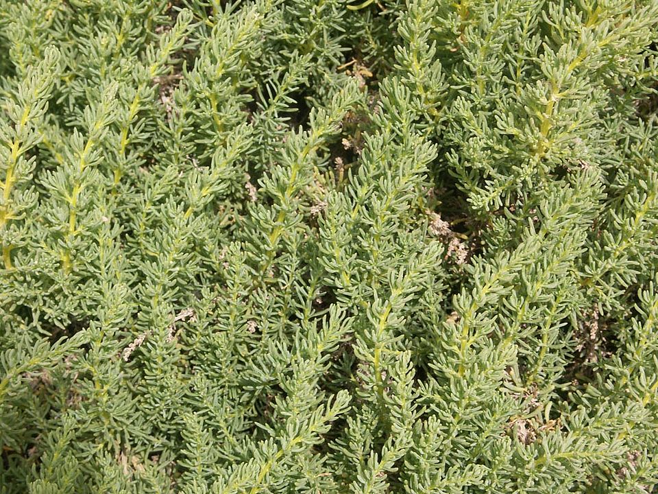 Darniella melitensis (Chenopodiaceae)  ENDEMIT