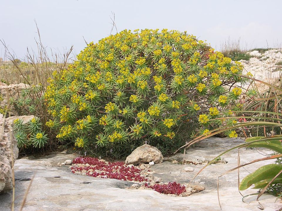 Euphorbia dendroides (Euphorbiaceae)