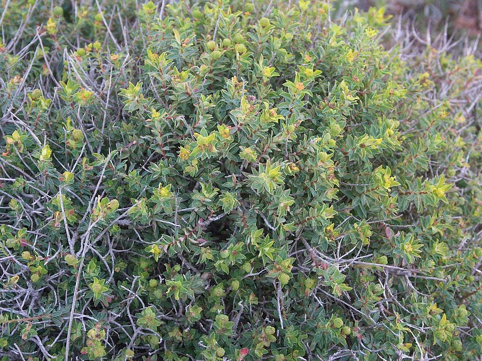 Euphorbia melitensis (Euphorbiaceae)  ENDEMIT