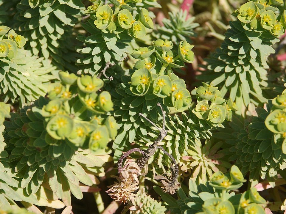 Euphorbia pinea  (Euphobriaceae)