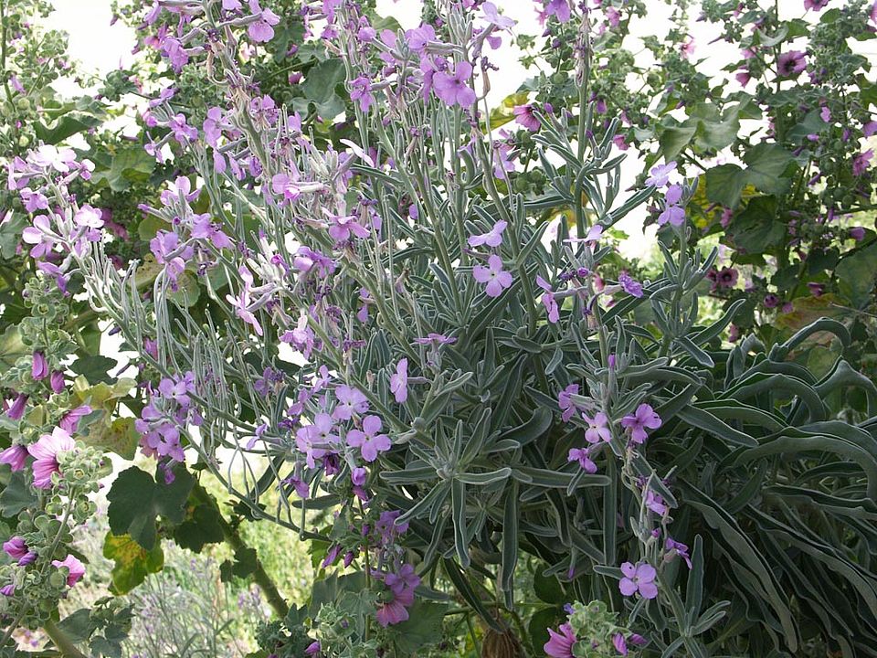 Matthiola incana subsp. melitensis  (Brassicaceae)  ENDEMIT