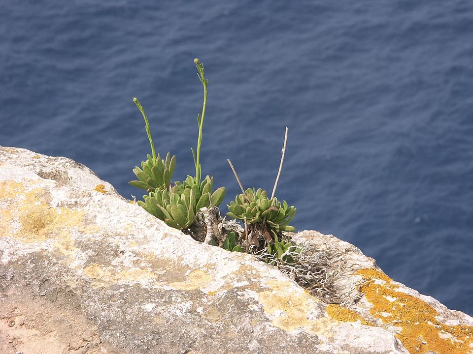 Palaeocyanus crassifolius   (Asteraceae)    ENDEMIT Nationalpflanze von Malta
