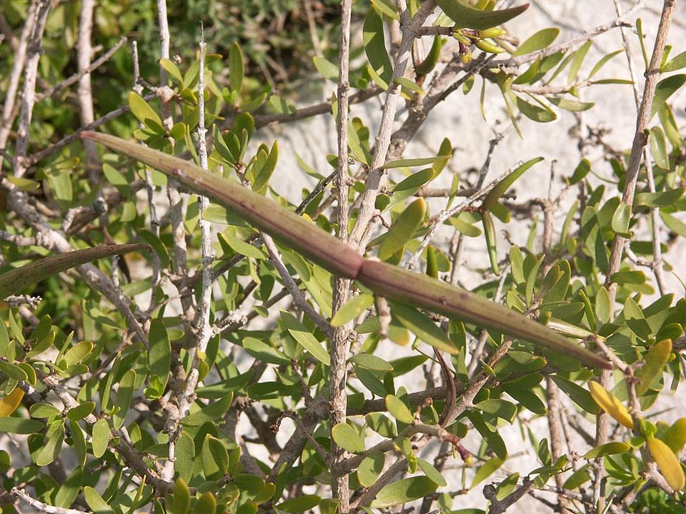Periploca angustifolia  (Apocynaceae)