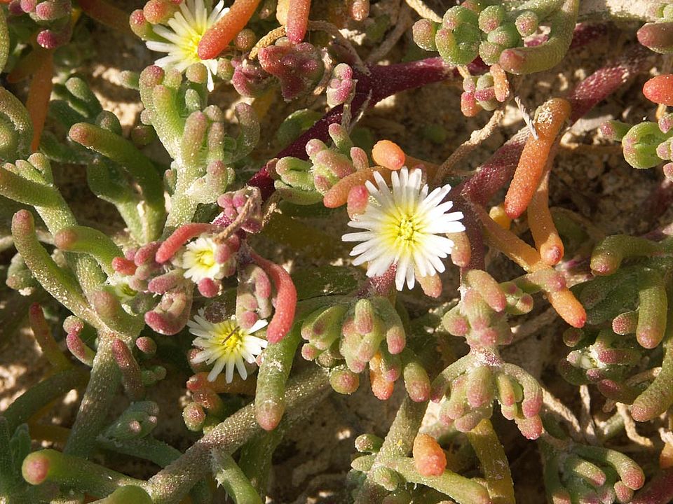Mesembryanthemum nodiflorum  (Aizoaceae)