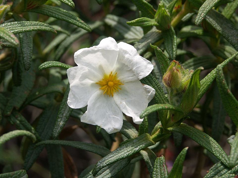 Cistus monspeliensis  (Cistaceae)