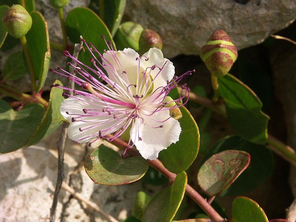 Capparis orientalis  (Capparidaceae)