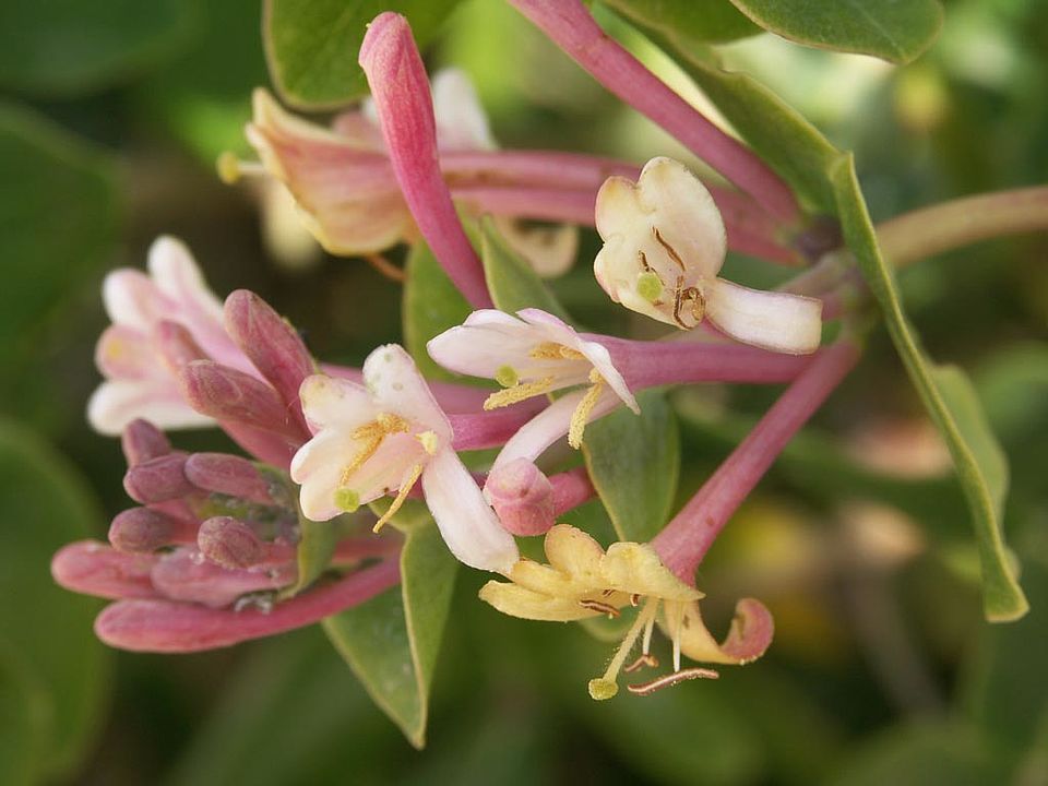 Lonicera implexa  (Caprifoliaceae)