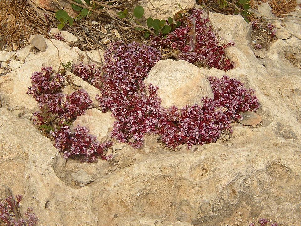 Sedum caeruleum  (Crassulaceae)