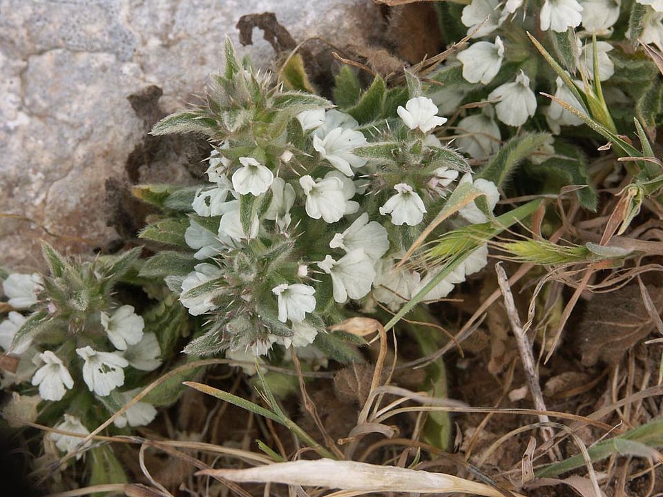 Sideritis romana (Lamiaceae)