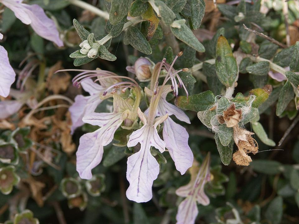 Teucrium fruticans  (Lamiaceae)