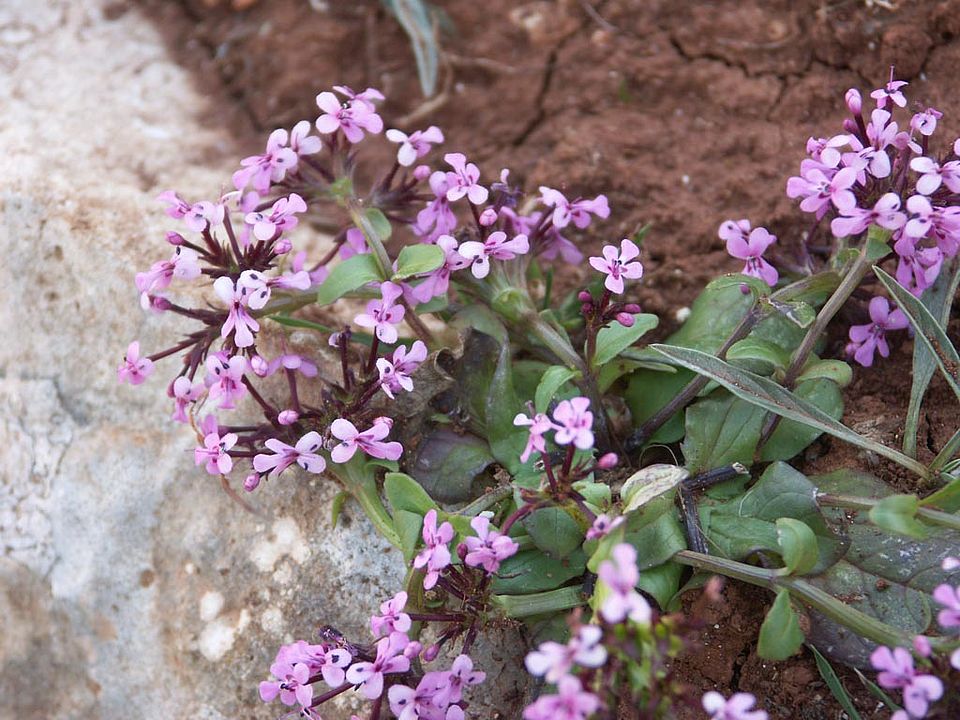 Fedia cornucopiae (Valerianaceae)
