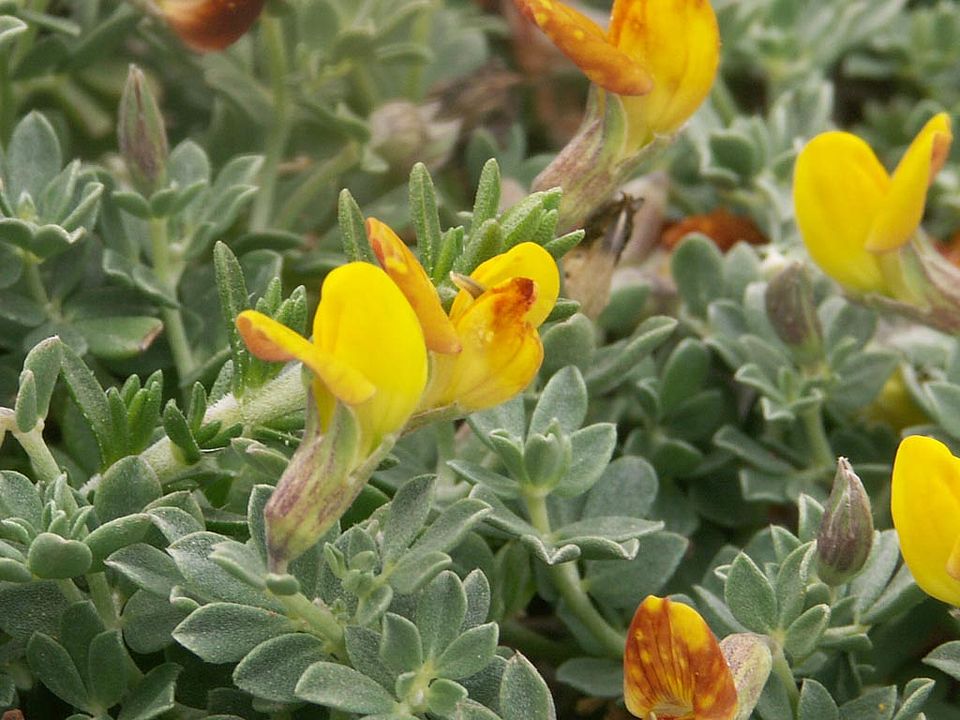 Lotus cytisoides  (Fabaceae)