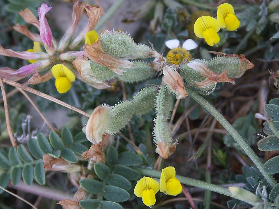 Hedysarum glomeratum  (Fabaceae)