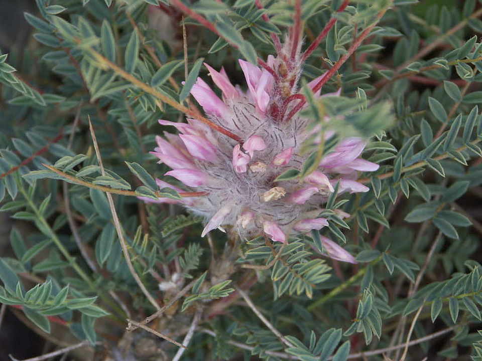 Astragalus parnassii (Fabaceae)