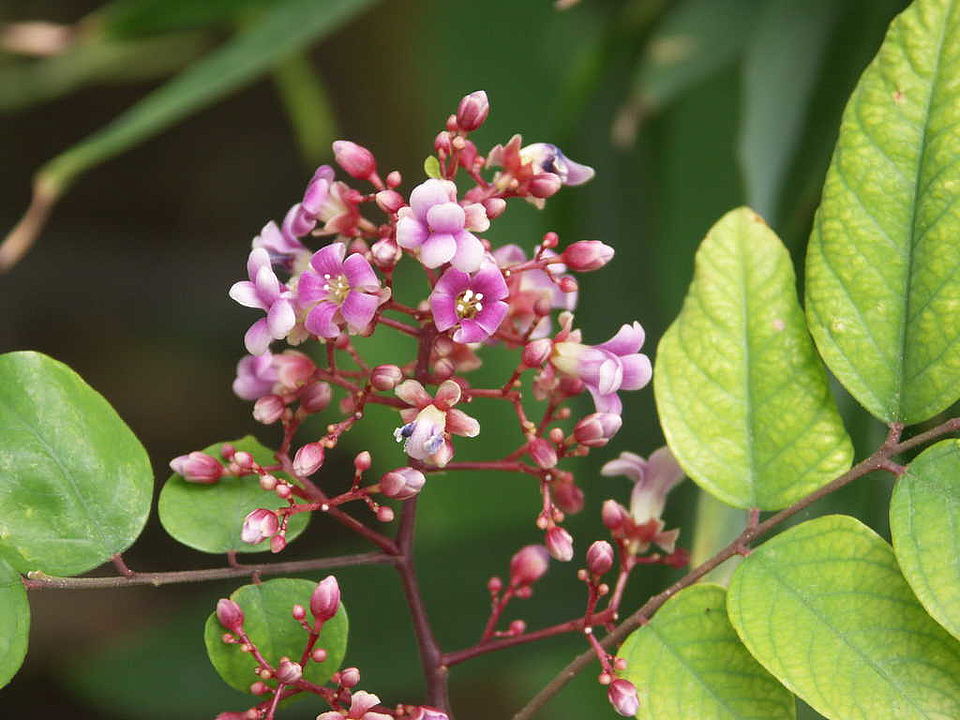 Averrhoa carambola (Oxilidaceae) 
