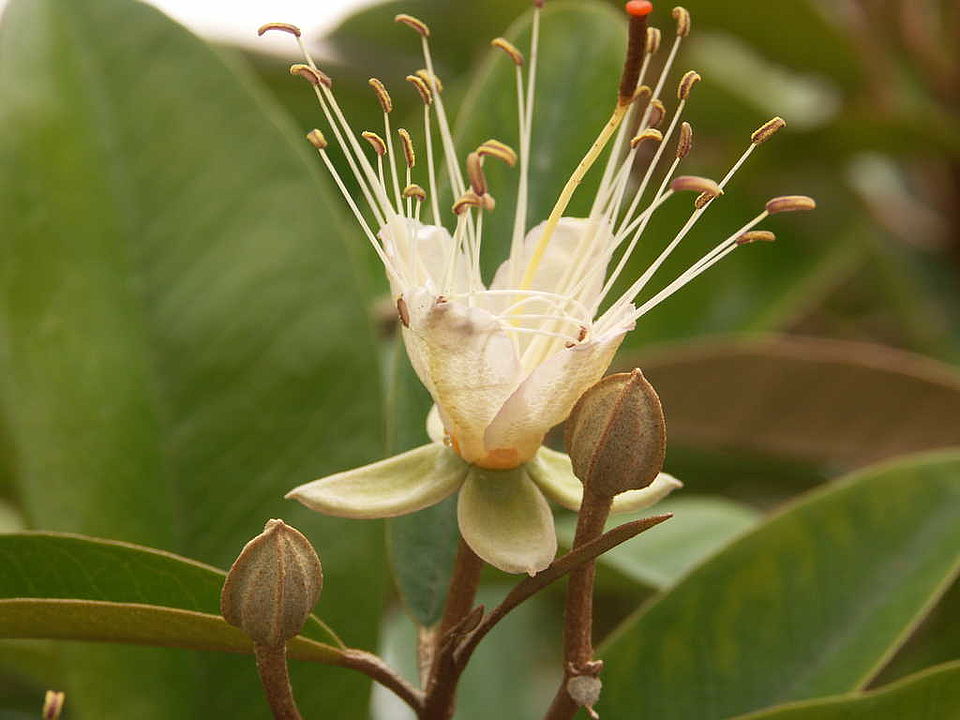 Capparis cyanophallophora (Capparaceae) 