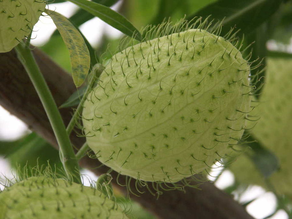 Gomphocarpus physocarpus (Asclepiadaceae)