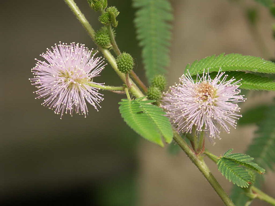 Mimosa polycarpa (Mimosoideae)