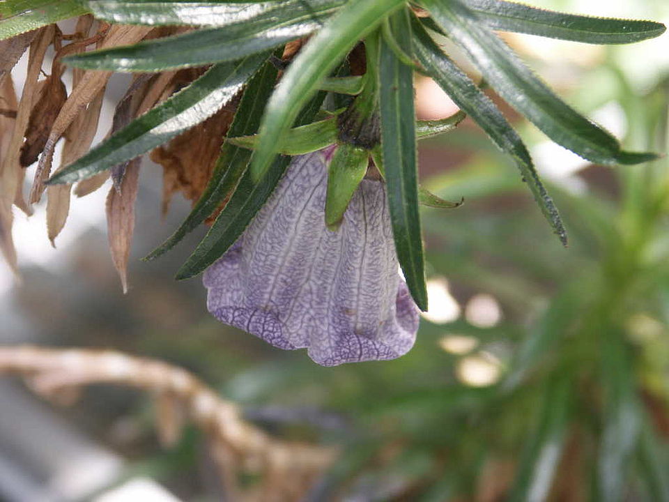 Nesocodon mauritianus (Campanulaceae)