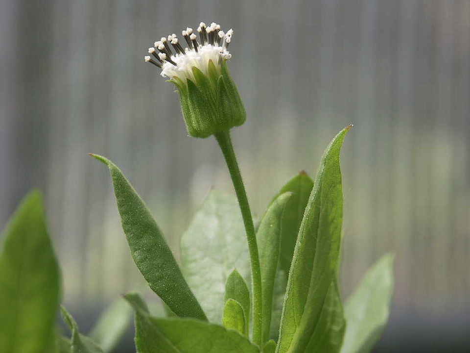 Scalesia gordilloi (Asteraceae)