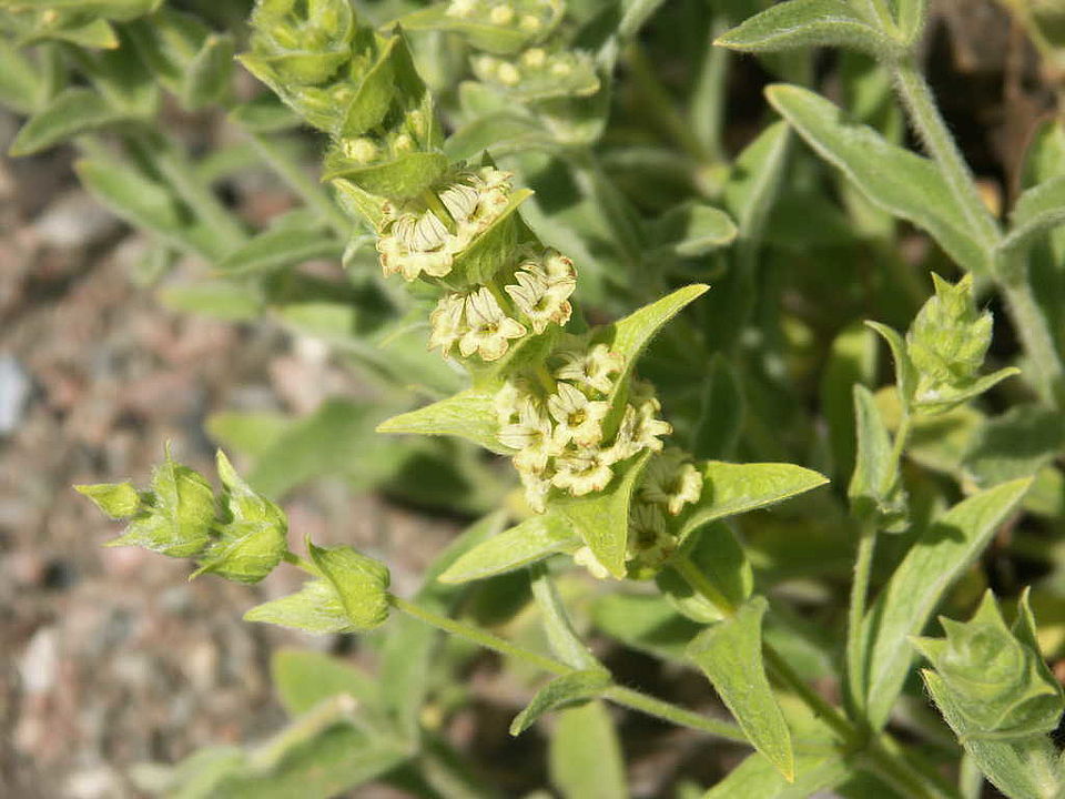 Sideritis athoa (Laminaceae)