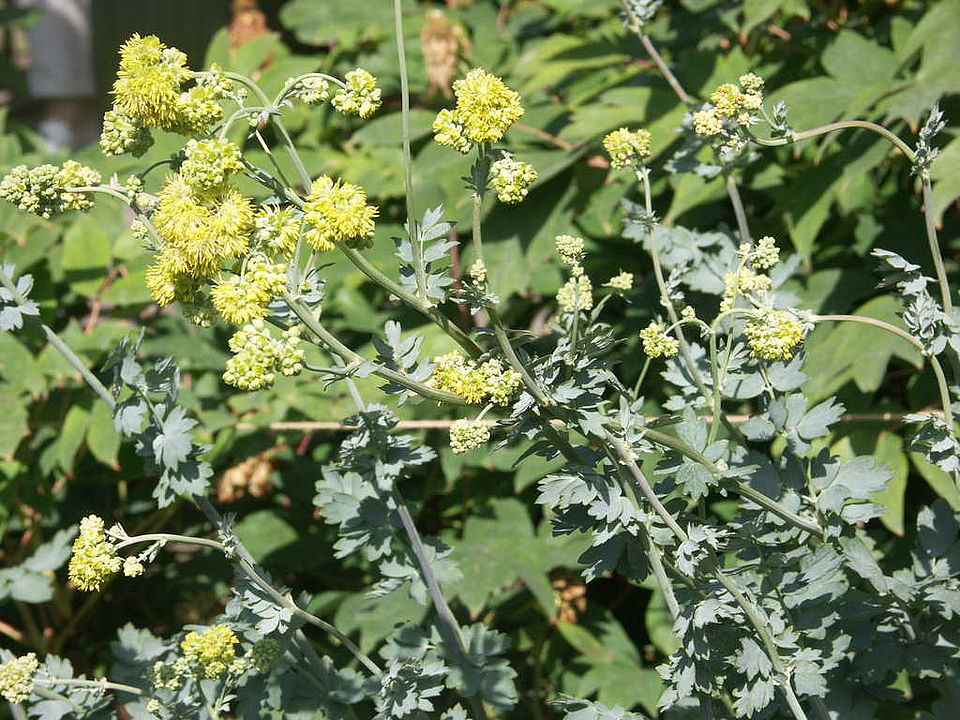 Thalictrum speciosissimum (Ranunculaceae)