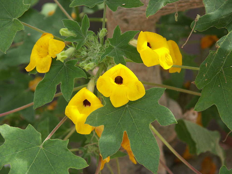 Uncarina grandidieri (Pedaliaceae)