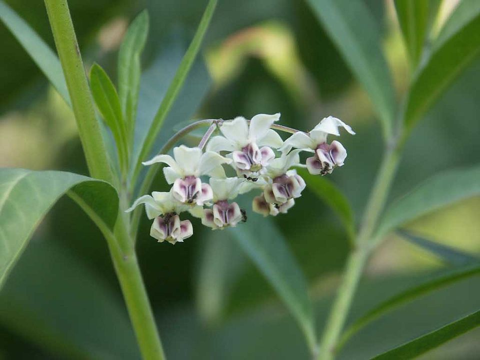 Asclepias physocarpa -Schwanen-Seidenpflanze  (Asclepiadaceae)