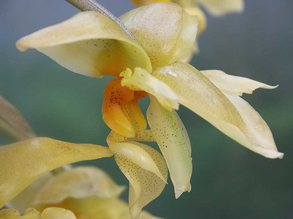 Stanhopea graveolens (Orchidaceae)