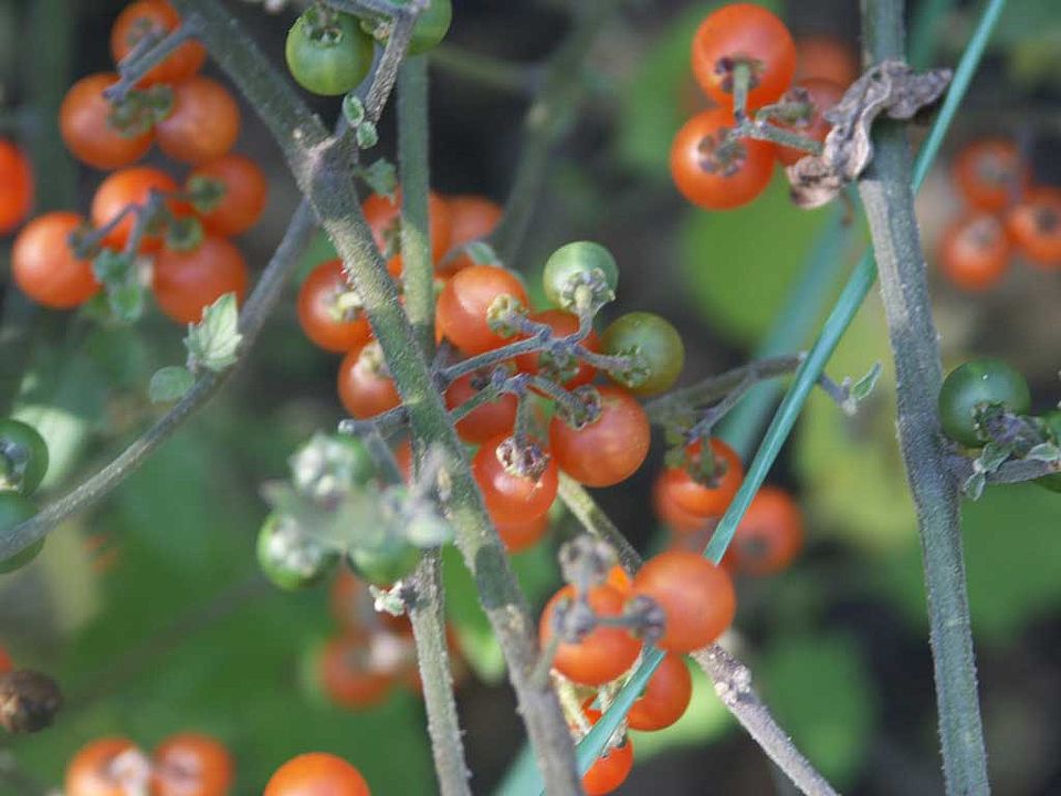 Solanum villosum ssp. villosum - Gelbfrüchtiger Nachtschatten (Solanaceae)