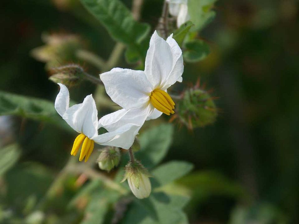Solanum sisymbriifolium - Raukenblättriger Nachtschatten; Litchitomate  (Solanaceae)