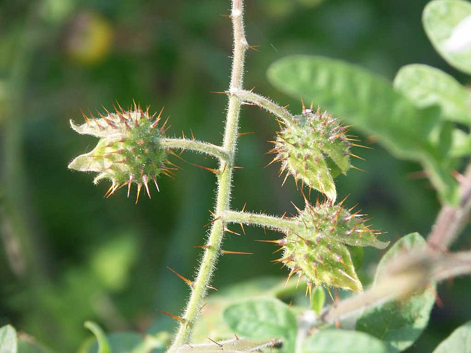 Solanum sisymbriifolium - Raukenblättriger Nachtschatten; Litchitomate  (Solanaceae)