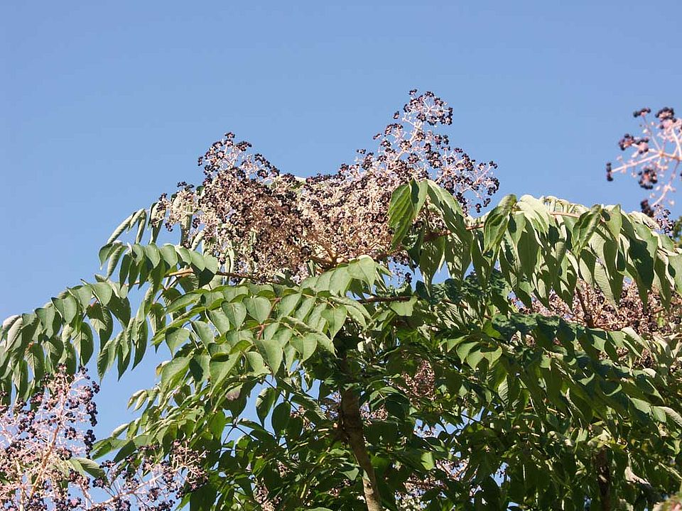 Aralia alata (= A. mandshurica) - Japanischer Angelikabaum (Araliaceae)