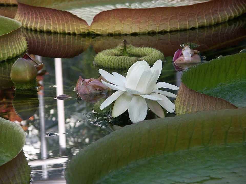 Victoria cruciana -Victoria-Seerose  (Nymphaeaceae)