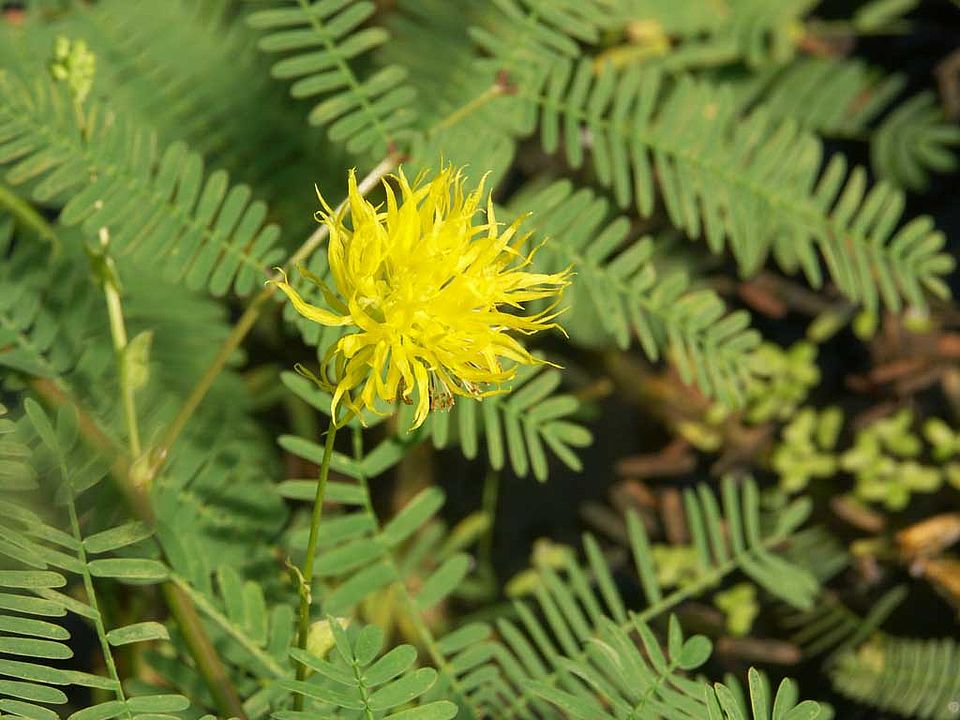 Neptunia oleracea – Wassermimose (Fabaceae)