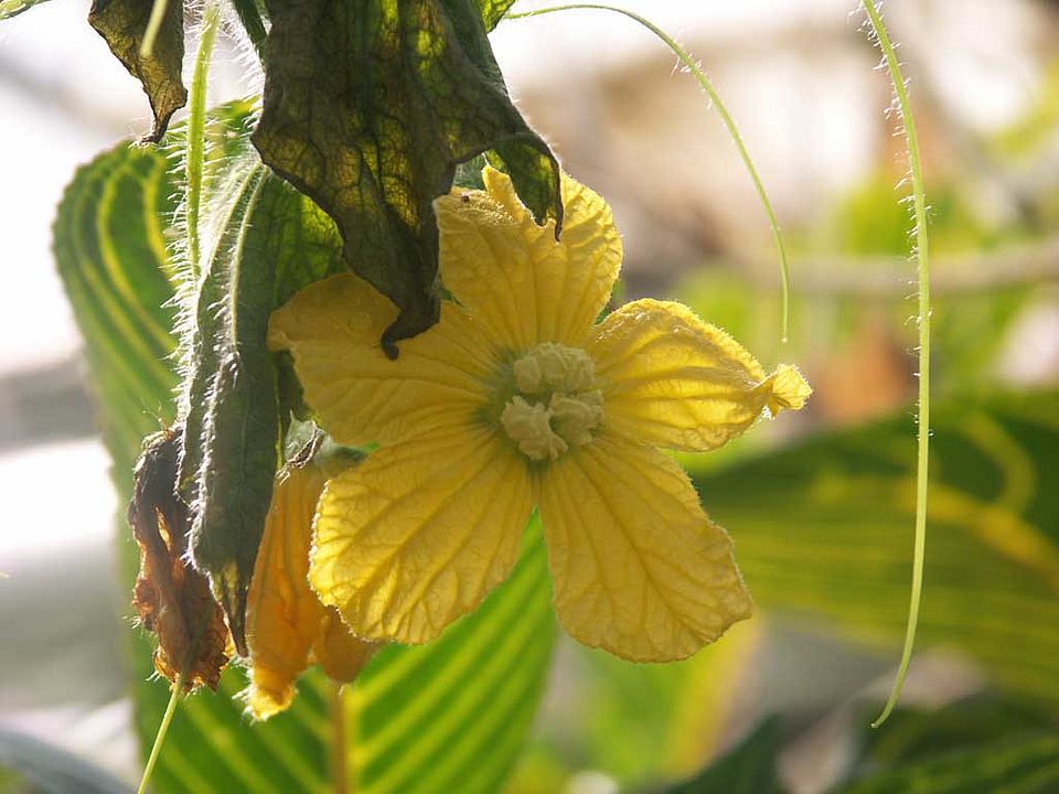 Benincasa hispida - Wachskürbis  (Cucurbitaceae)