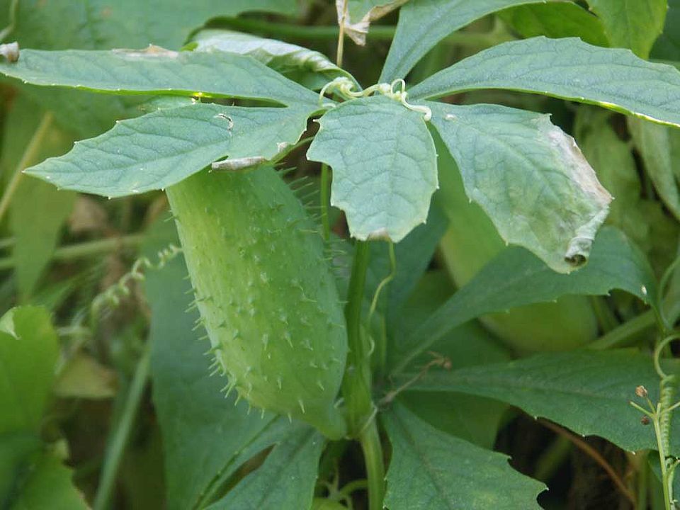 Cyclanthera pedata – Inkagurke (Cucurbitaceae)