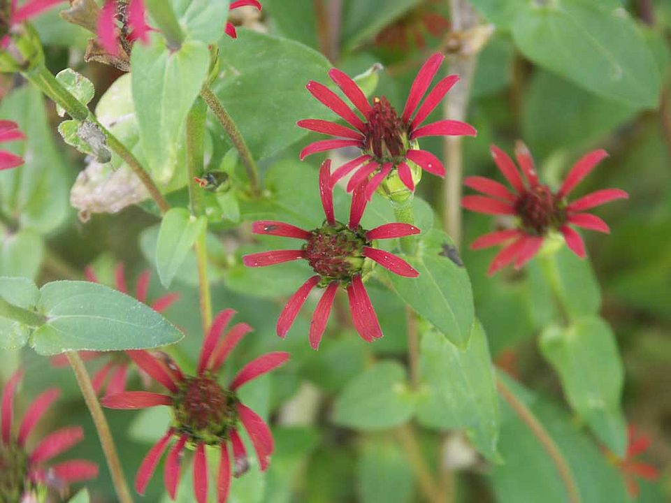 Zinnia multiflora – Vielblütige Zinnie (Asteraceae)