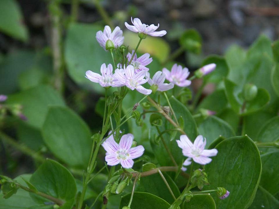 Claytonia sibirica (= Montia perfoliata) – Sibirisches Tellerkraut (Portulacaceae)